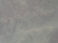 Roncador stearnsii