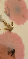 Idaea seriata