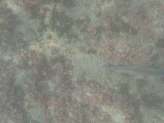 Roncador stearnsii