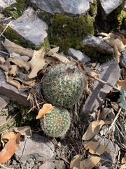Escobaria tuberculosa varicolor