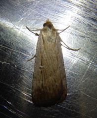 Tathorhynchus fallax