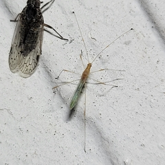 Metacanthus multispinus