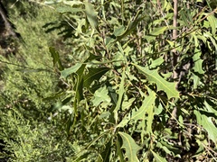 Xylomelum cunninghamianum