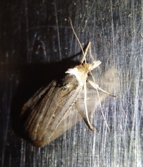 Tathorhynchus fallax