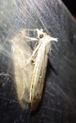 Tathorhynchus fallax