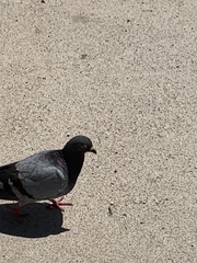 Columba livia