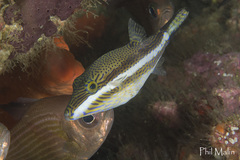 Canthigaster callisterna