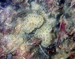 Eudistoma carolinense