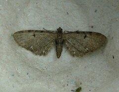 Eupithecia assimilata
