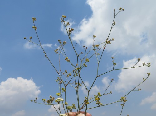 Bupleurum boissieri