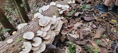 Trametes menziesii