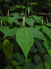 Piper pseudofuligineum