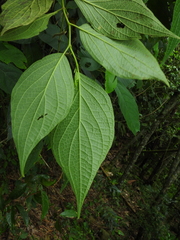 Piper pseudofuligineum