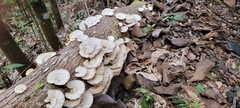 Trametes menziesii