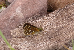 Piruna aea