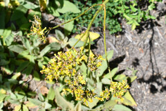 Kalanchoe densiflora