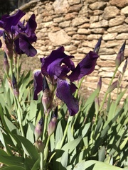 Iris