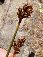 Carex lachenalii