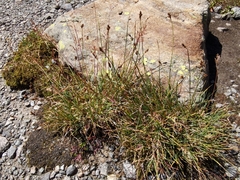 Carex lachenalii