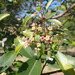 Soap Dogwood - Photo (c) Ann, some rights reserved (CC BY-NC), uploaded by Ann