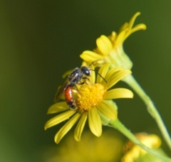 Sphecodes