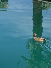 Anas platyrhynchos