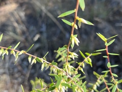 Styphelia biflora