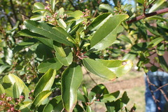 Noltea africana