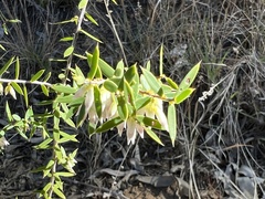 Styphelia biflora
