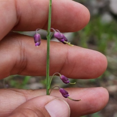 Cyphomeris gypsophiloides