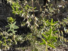 Styphelia biflora