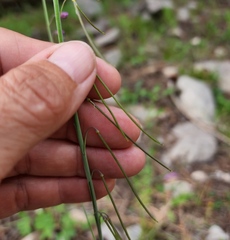 Cyphomeris gypsophiloides
