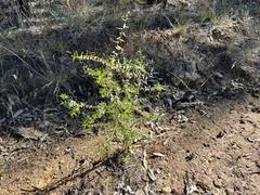 Styphelia biflora