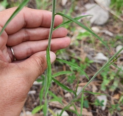 Cyphomeris gypsophiloides