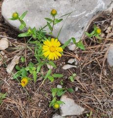 Grindelia scabra