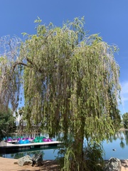 Magnoliopsida