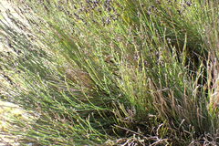 Elegia microcarpa