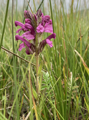 Pedicularis crenulata