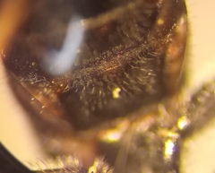 Lasioglossum subhirtum