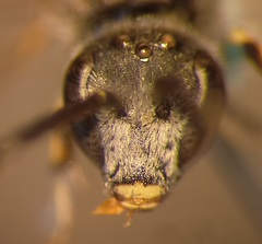 Lasioglossum subhirtum