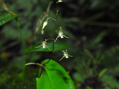 Pleurothallis languida