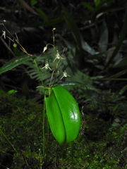 Pleurothallis languida