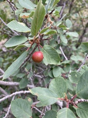 Frangula rubra