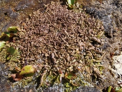 Cladonia macroceras