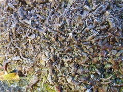Cladonia macroceras