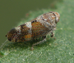 Stegelytra alticeps