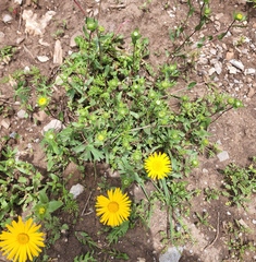 Grindelia scabra