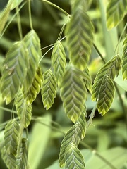 Chasmanthium latifolium