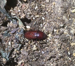 Uloma culinaris