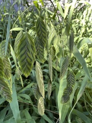 Chasmanthium latifolium